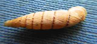 Siciliaria?